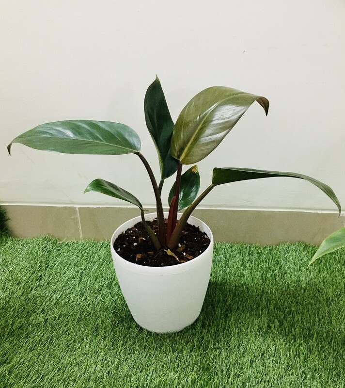 Philodendron Black Cardinal Plant in 7 inches Deco Pot