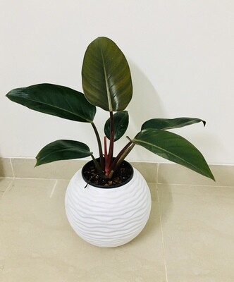 Philodendron Black Cardinal Plant in 10 inches Football Pot
