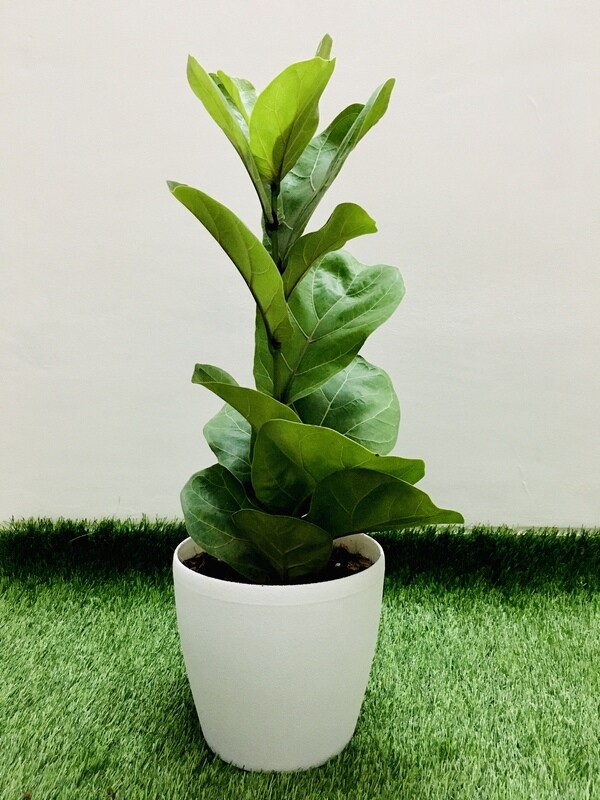 Ficus Lyrata- Fiddle-Leaf Fig in 7 inches Deco Pot