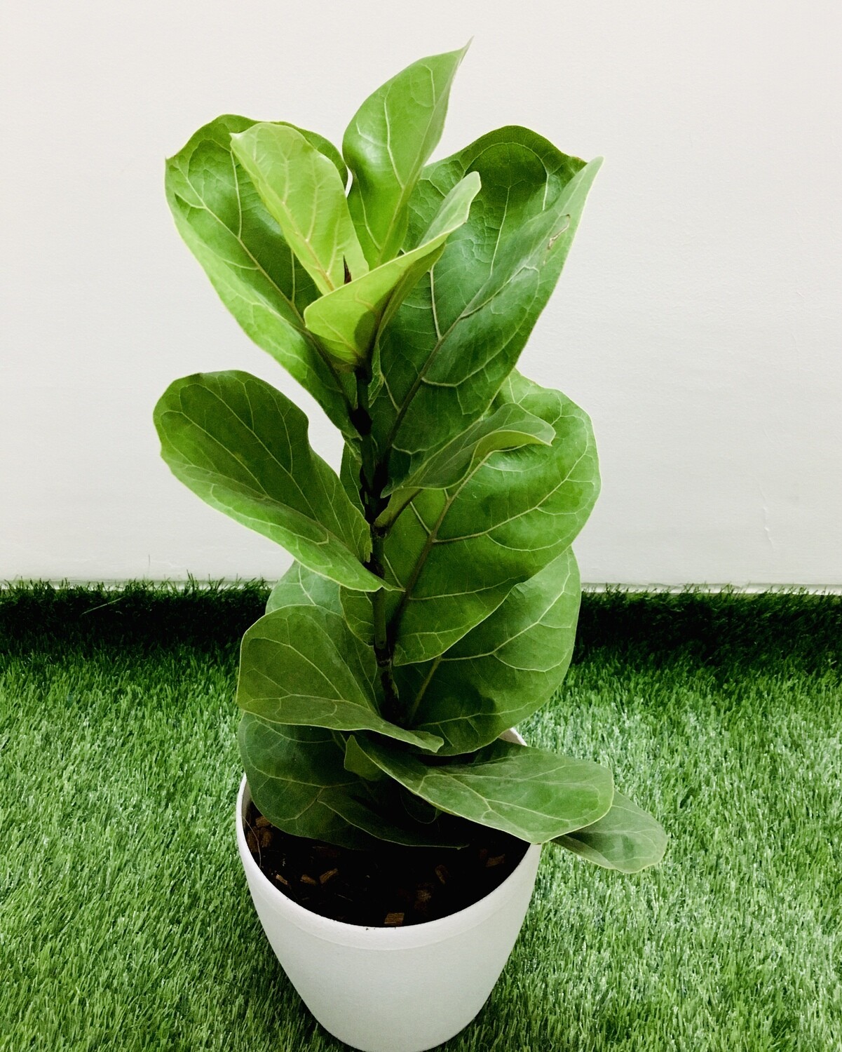 Ficus Lyrata- Fiddle-Leaf Fig in 7 inches Deco Pot