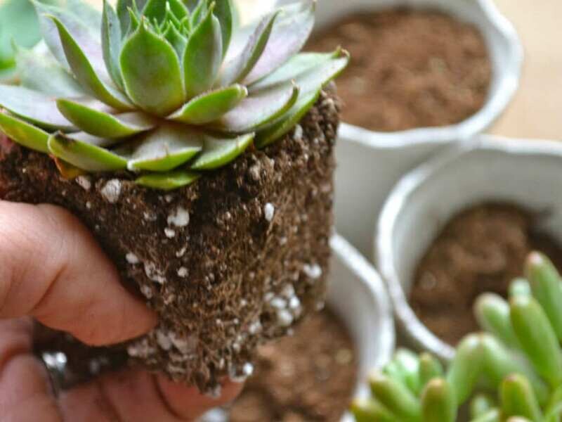 Soil Mix for Succulents - 1kg