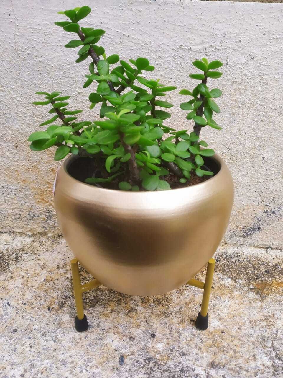 Jade Plant Bushy in Brown Metal Apple Pot with Stand