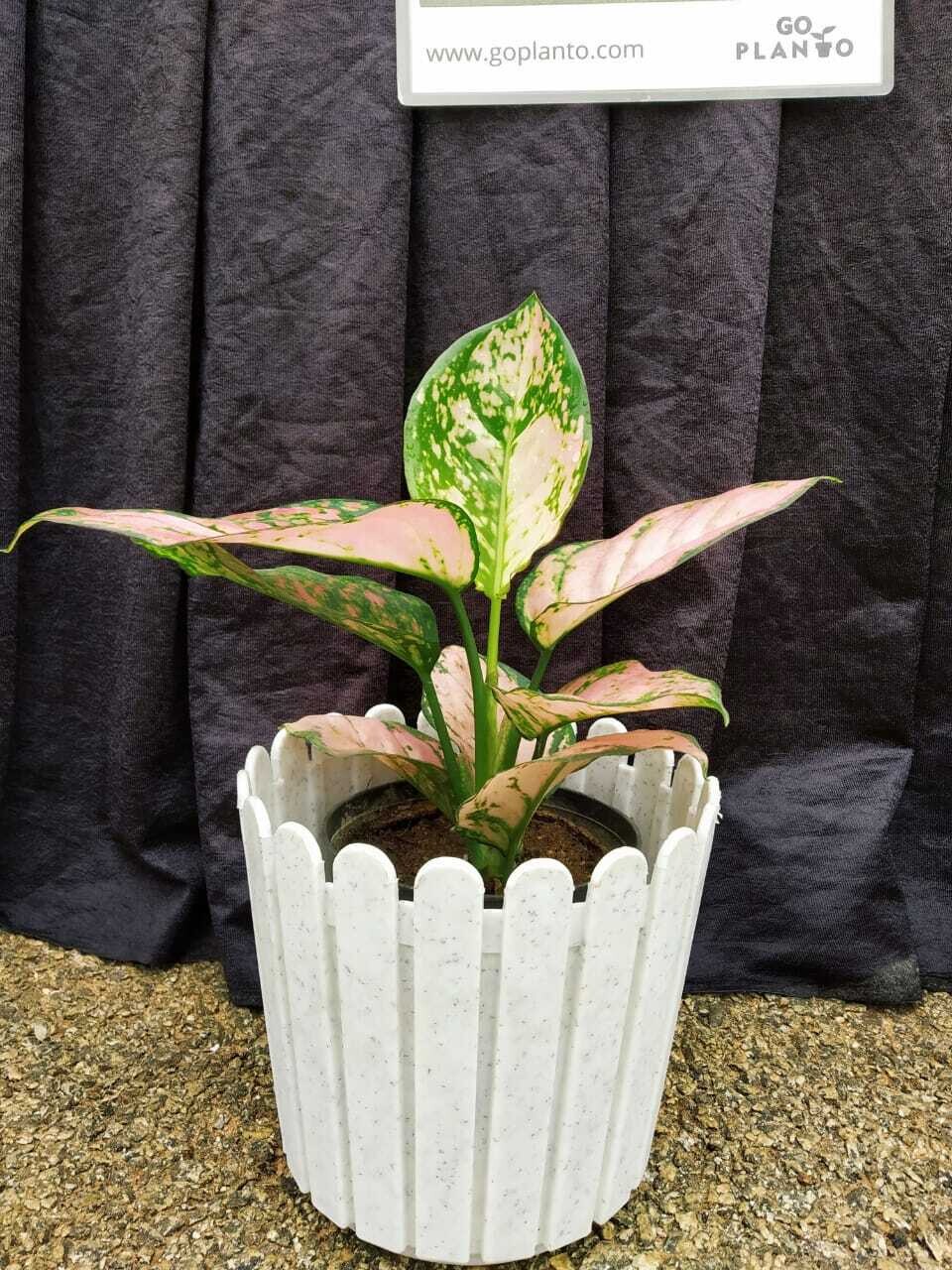 Aglaonema Red Charm- Chinese Evergreen in 6 inches Fence Round Pot