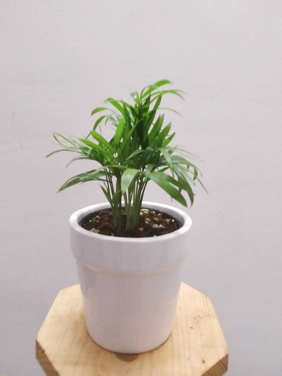 Chamaedorea Palm Plant in 4.5 inches White Ceramic Pot