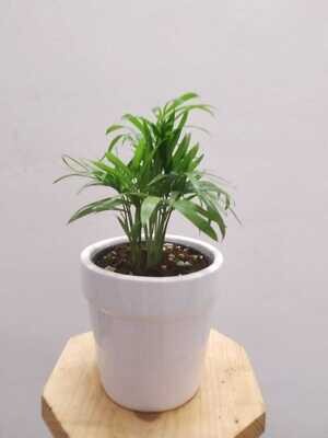 Chamaedorea Palm 3 inches Plant in 4.5 inches Stackable Glazed - White