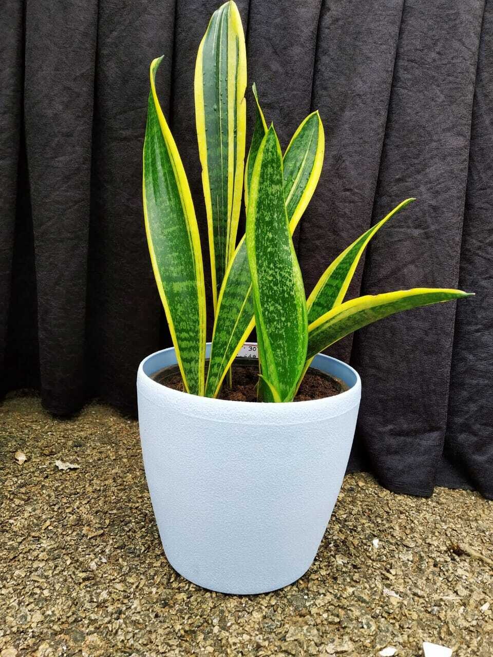Sansevieria Plant Golden long- Snake Plant *2 in Deco 7 inches Pot