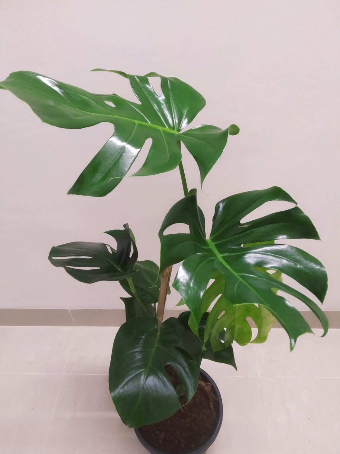 Monstera Plant with Stick in 10 inches Nursery Pot- 2 Feet Height