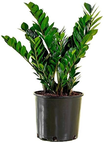 ZZ Plant in 8 inches Round Nursery Pot