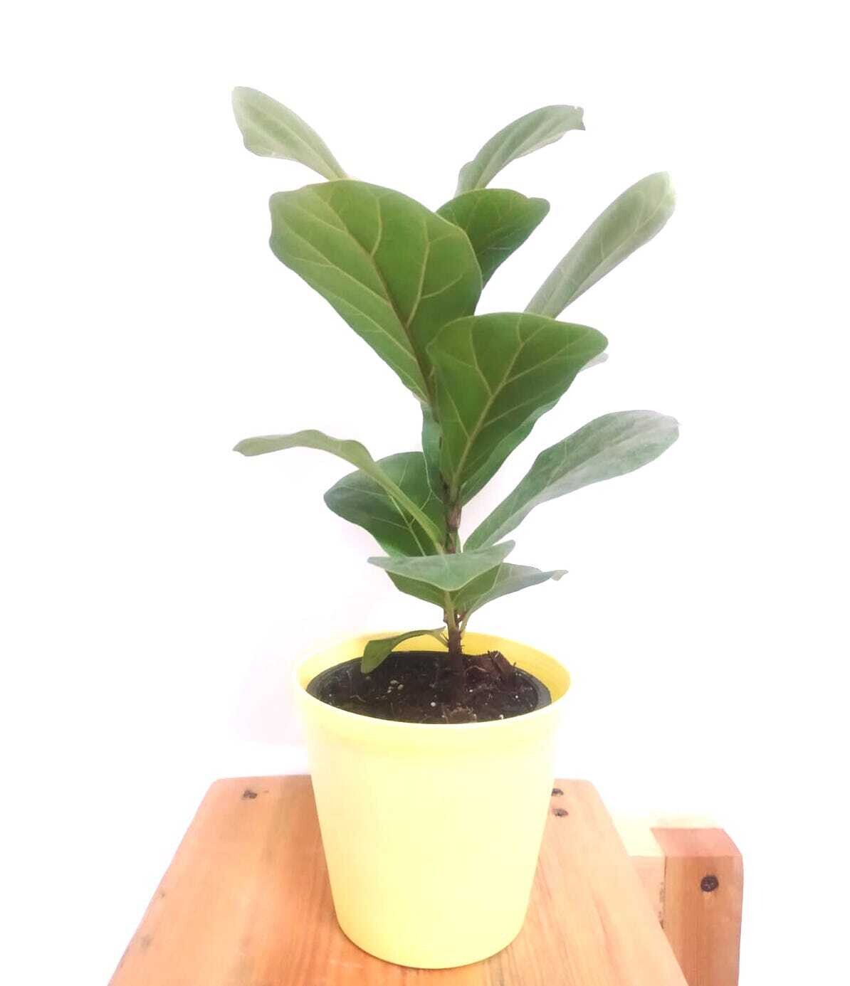 Ficus Lyrata- Fiddle-Leaf Fig Table Top in 4 inches Plastic Tank Pot