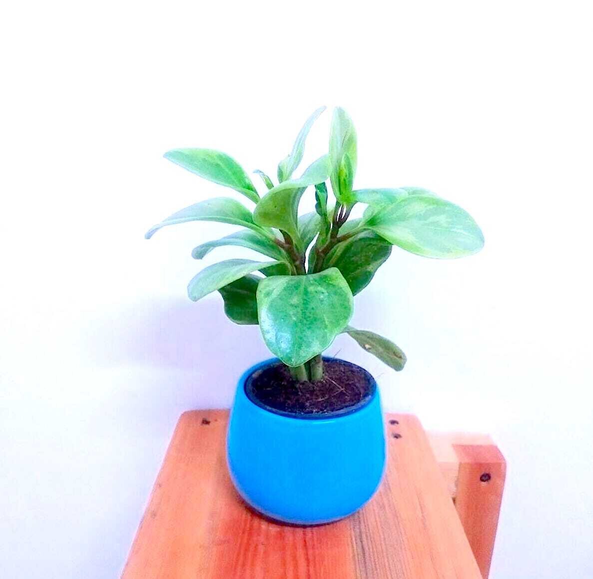 Variegated Peperomia Plant in 4 inches Ceramic Bowl