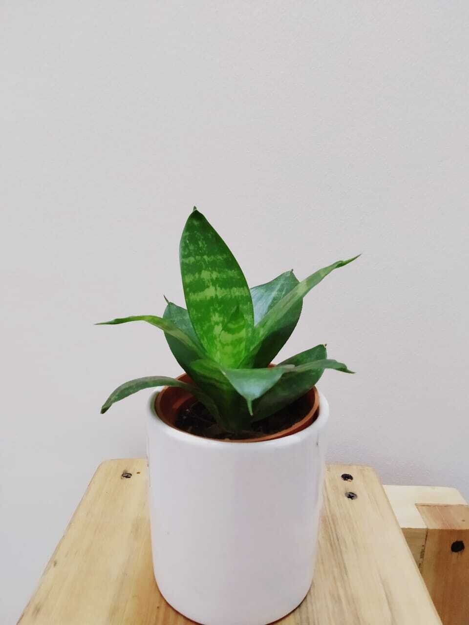 Sansevieria Compacta Green- Snake Plant in 3.5 inches Cylinder Cup