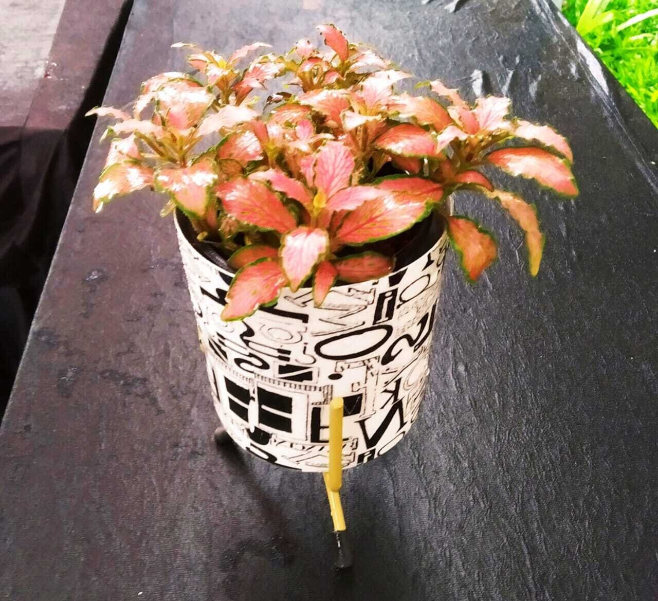Fittonia Red Plant-Nerve Plant in 4 inches Metal Cylinder Pot