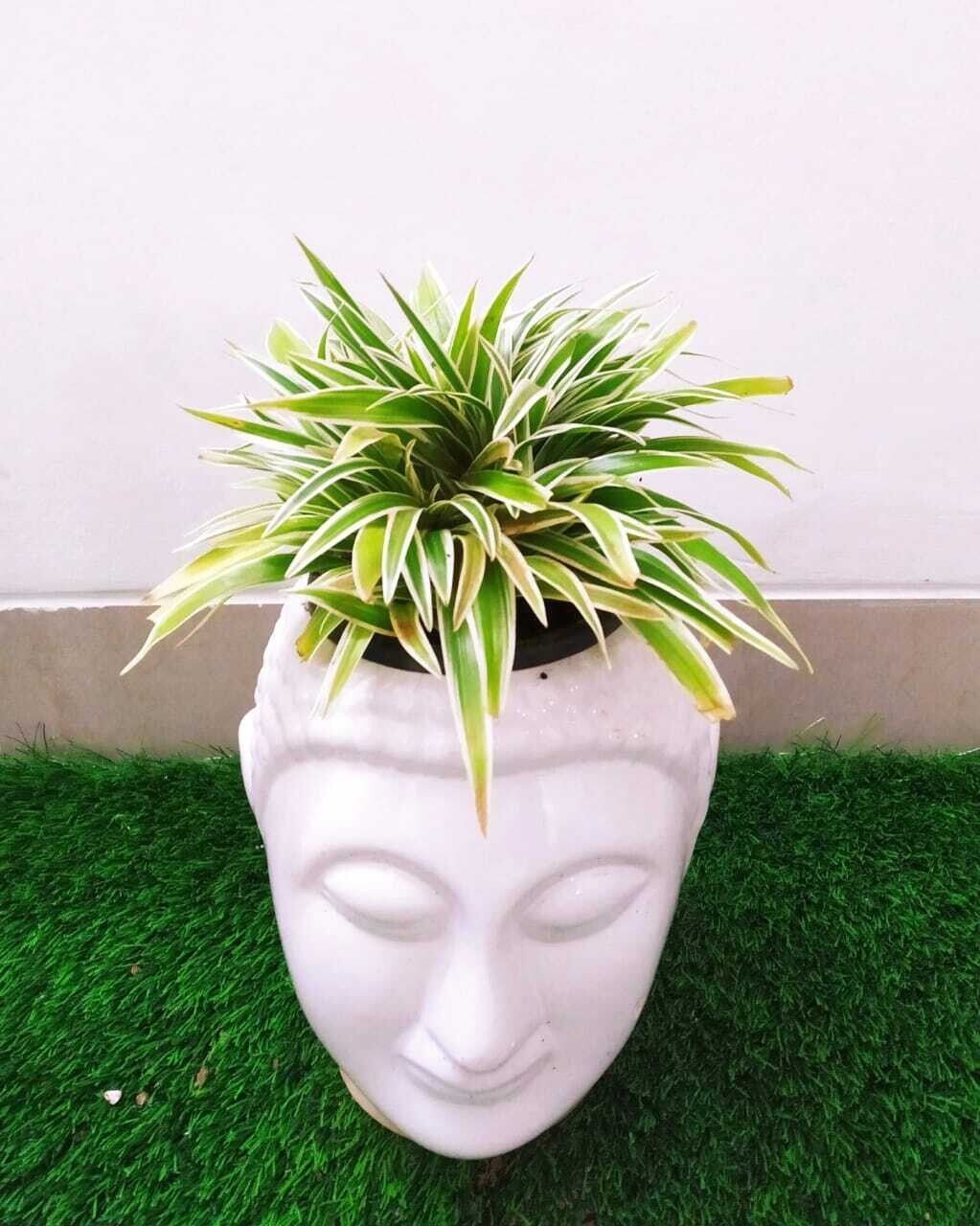 Spider Plant in 6 inches Buddha Pot