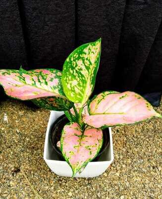 Aglaonema Red Charm Plant - Chinese Evergreen in 4 inches Nursery Pot