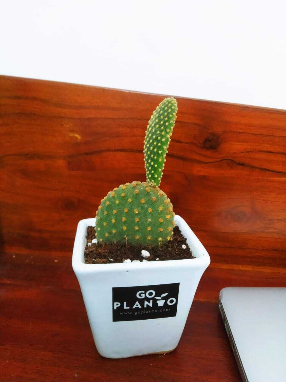 Bunny Ear Cactus in Square 3.5" Succulent Pot