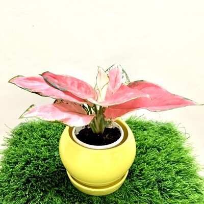 Aglaonema Red Charm- Chinese Evergreen in 4" Ceramic Apple Planter