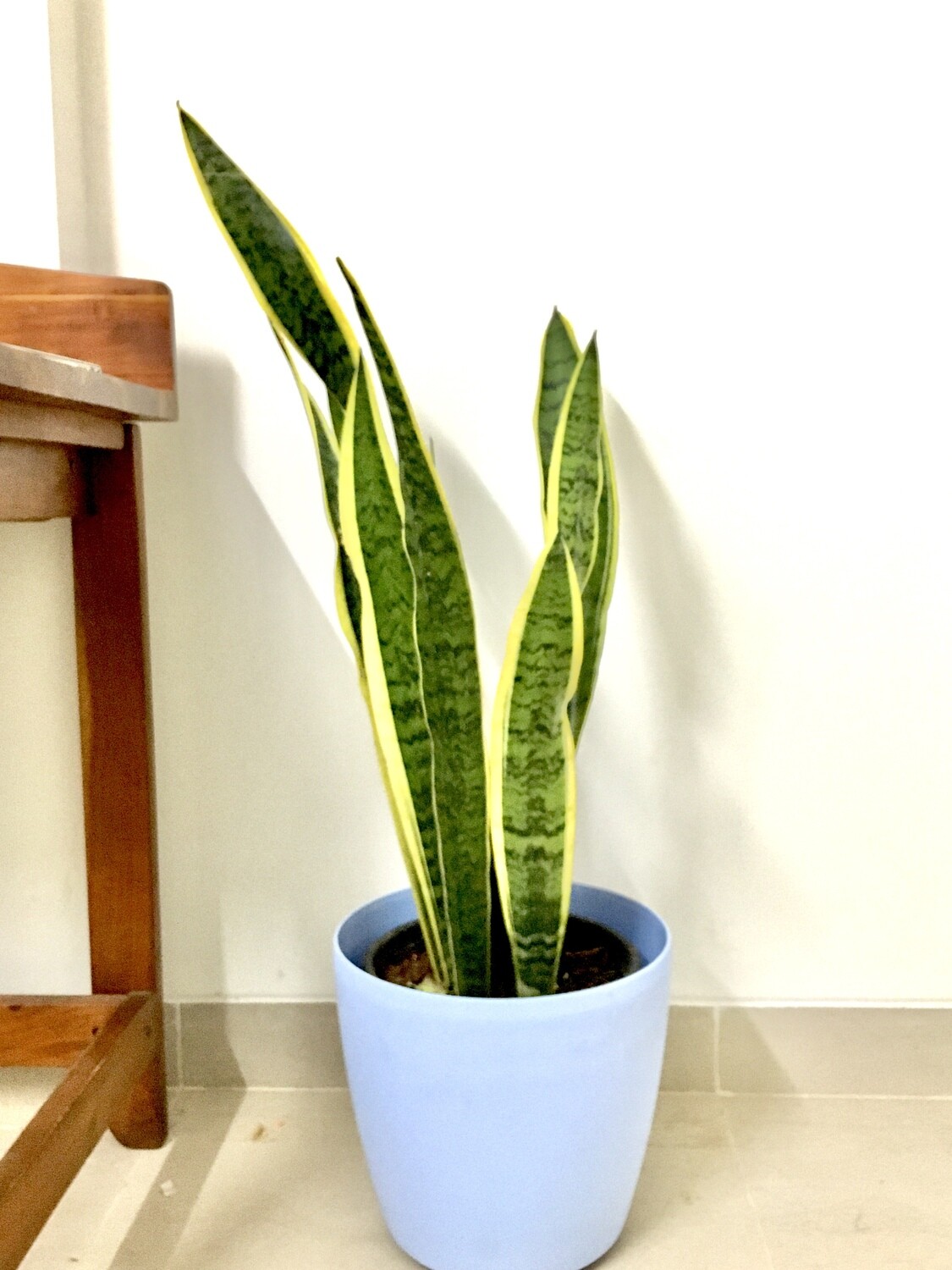 Sansevieria Plant Golden long - Snake Plant 3 feet in 11 inches Round Pot with Wheels