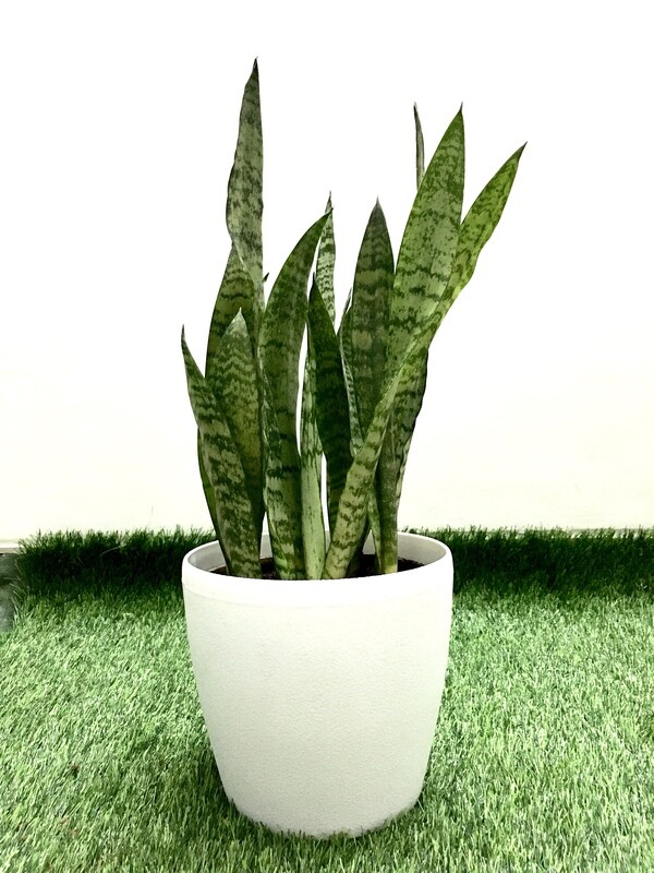 Sansevieria Plant Green -Snake Plant 