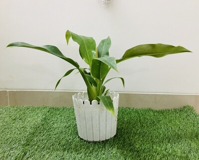 Philodendron Green Plant in 5 inches Nursery Pot