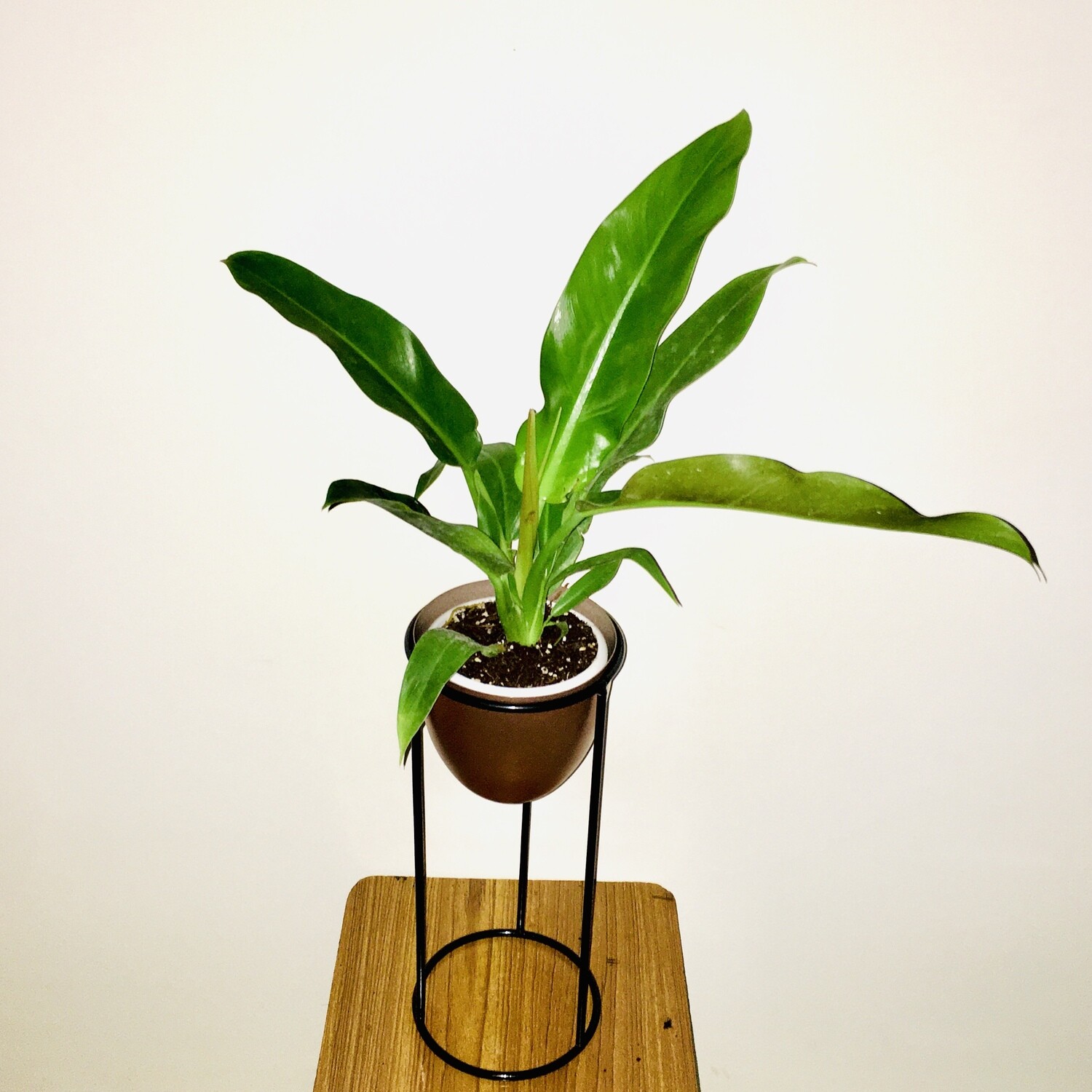 Philodendron Green Plant in Antique Gold Ovate Tall Metal Planters