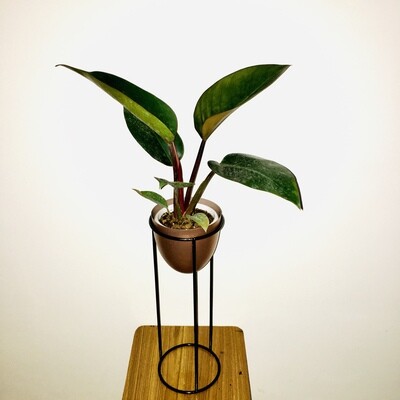 Philodendron Black Cardinal Plant in Antique 6 inches Gold Ovate Tall Metal Planters