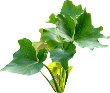 Philodendron Selloum Plant in 4 inches Nursery Pot