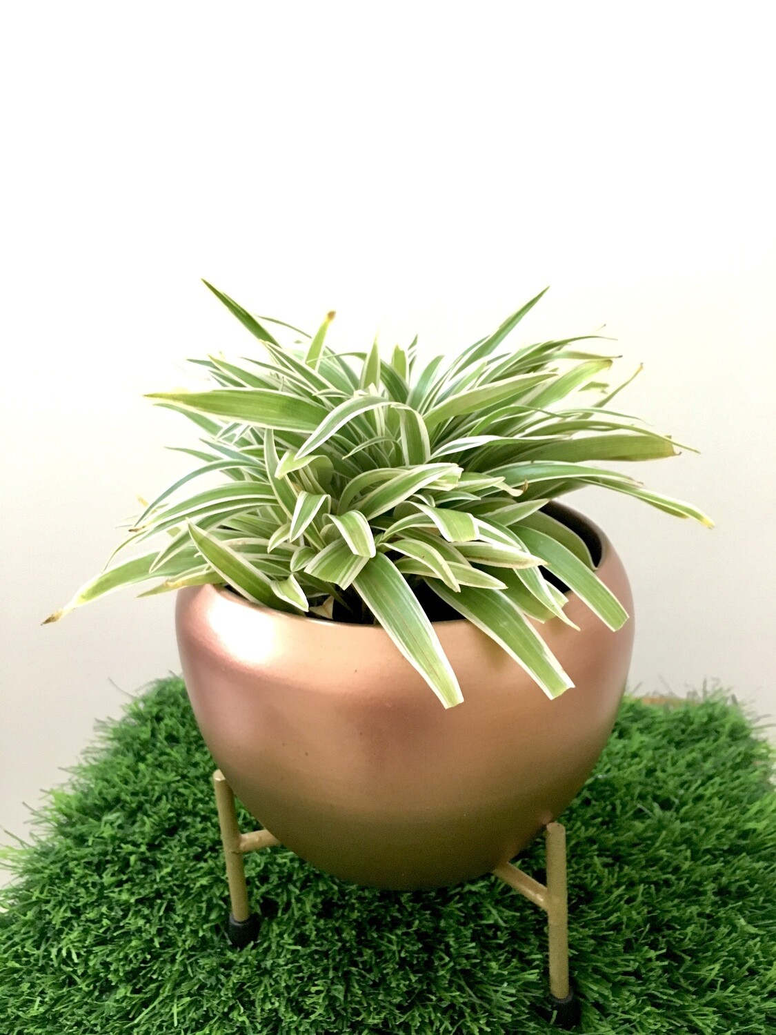 Spider Plant Bushy in Brown Metal 6" Apple Pot with Stand