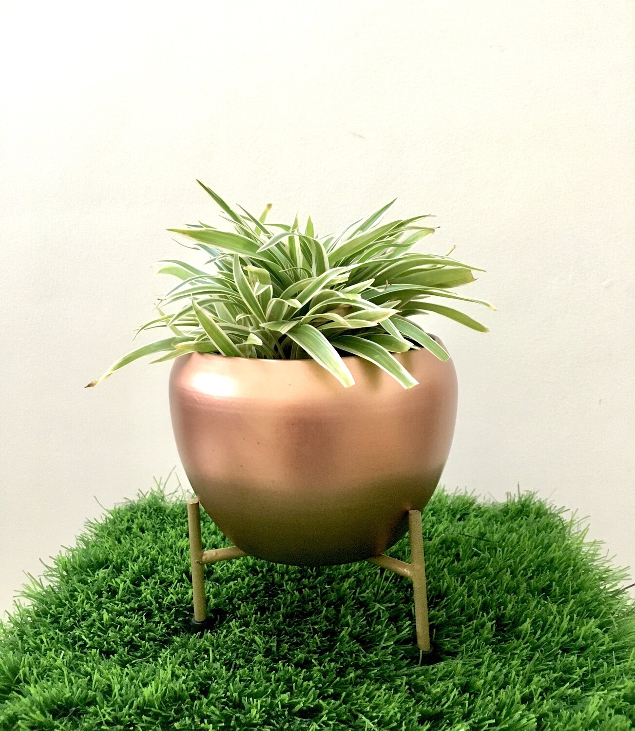 Spider Plant Bushy in Brown Metal 6" Apple Pot with Stand