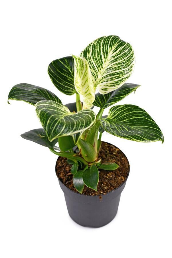 Philodendron Birkin Plant in 5 inches Nursery Pot