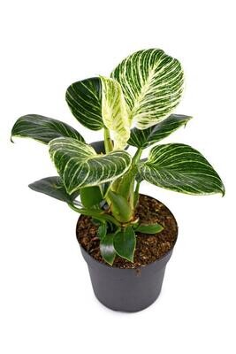 Philodendron Birkin Plant in 5 inches Nursery Pot