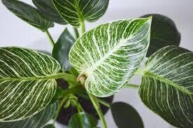Philodendron Birkin Plant in 5 inches Nursery Pot