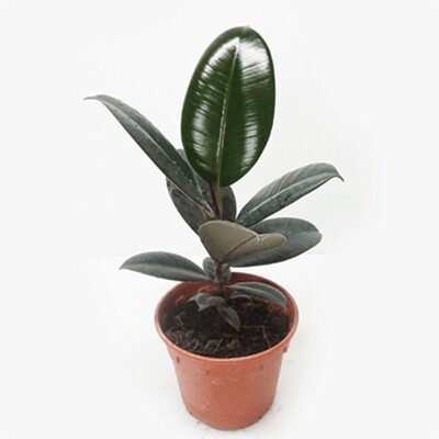 Ficus Elastica - Rubber Plant Black in 4 inches Nursery Pot
