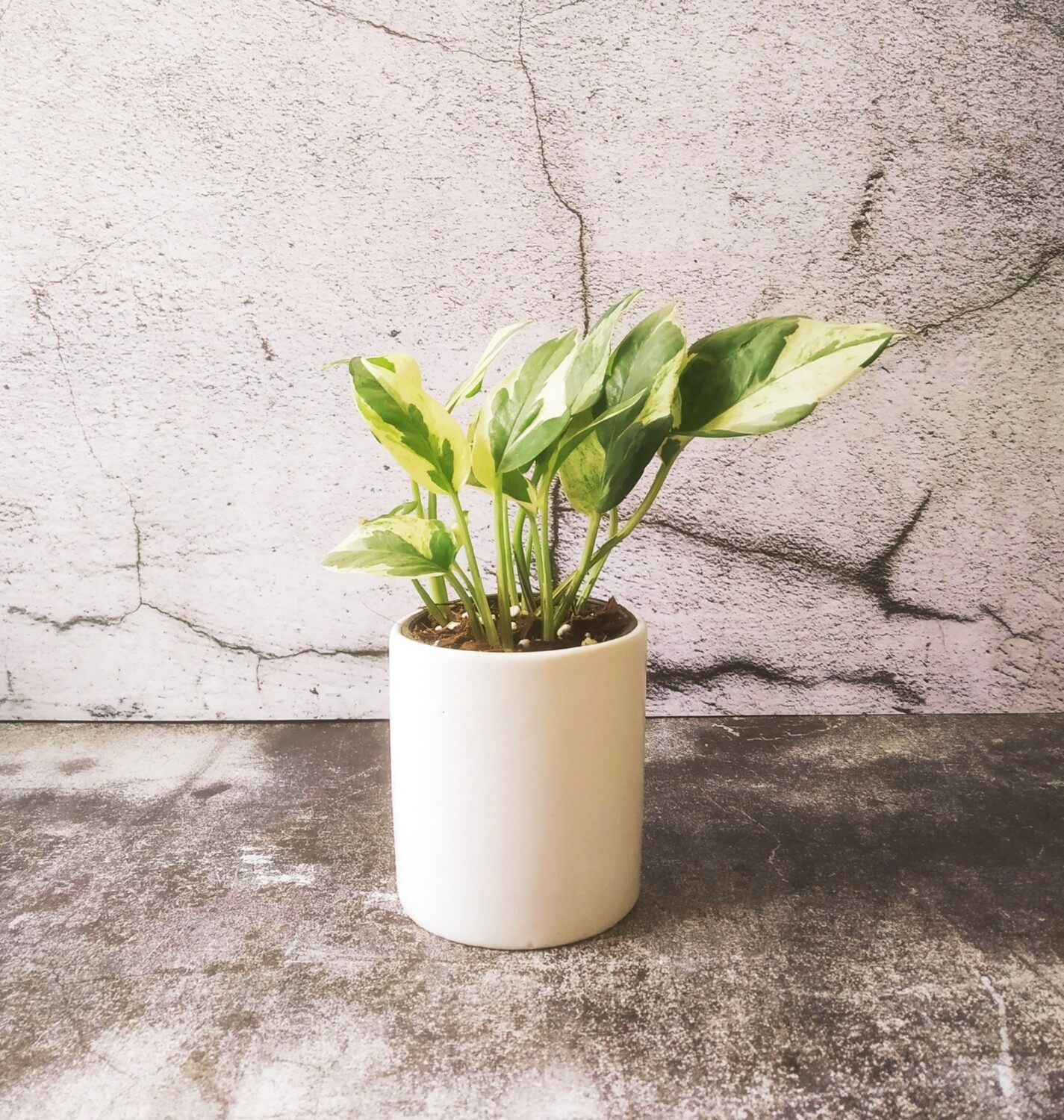 Money Plant Variegated in 4 inches Cylinder Ceramic Pot