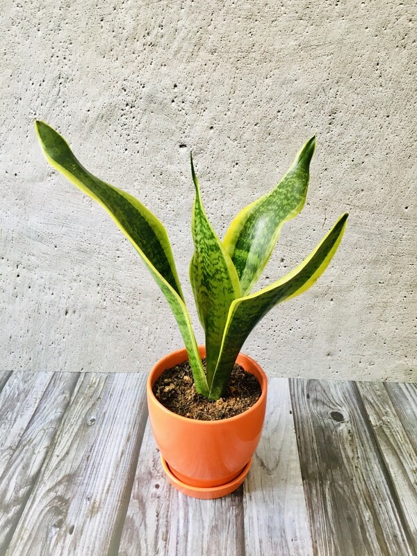 Sansevieria Plant Golden - Snake Plant in Glossy Pot with Saucer