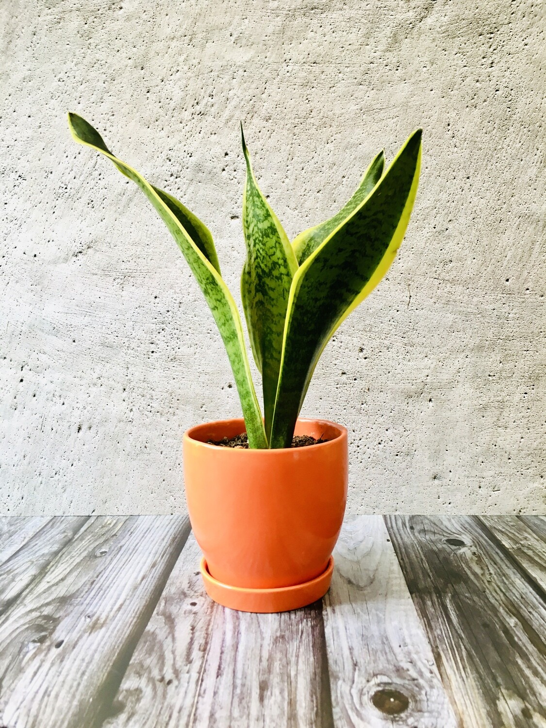 Sansevieria Plant Golden - Snake Plant in 4 inches Ceramic Pot with Saucer