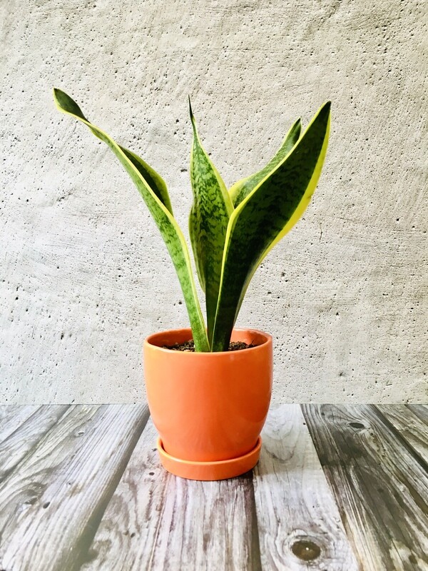 Sansevieria Plant Golden - Snake Plant in Glossy Pot with Saucer