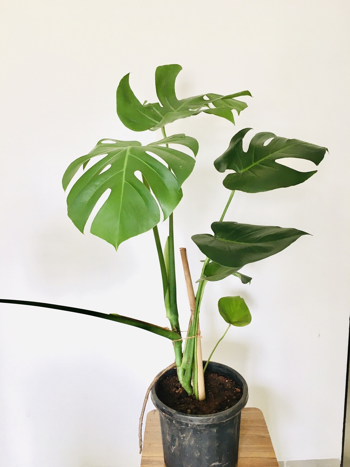 Monstera Plant with Stick in 10 inches Nursery Pot (2 -3 Ft)