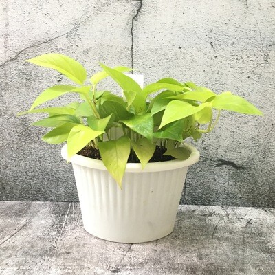 Money Plant Golden in 7 inches White Single Hook Railing Pot