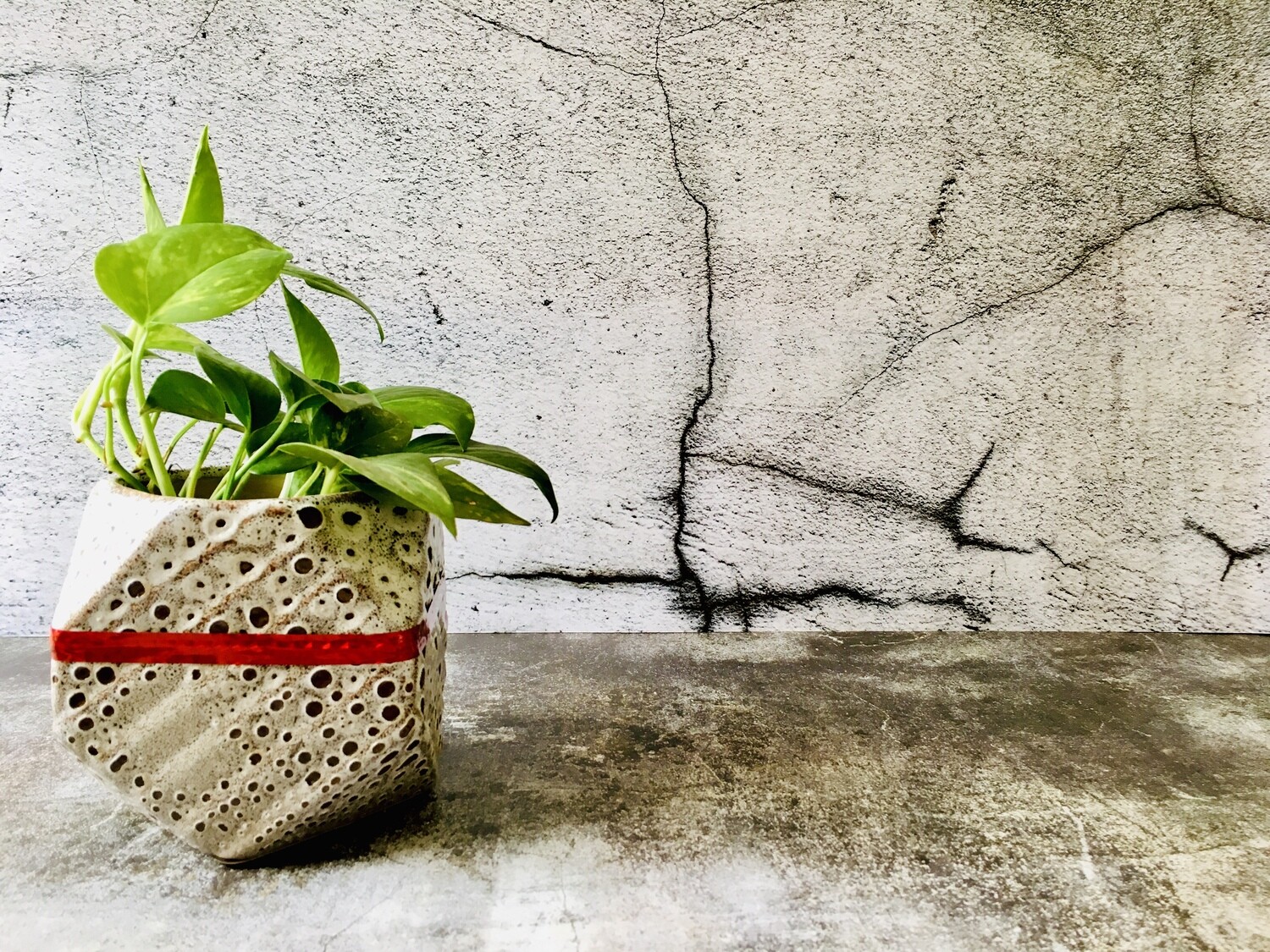 Money Plant Green in 6 Inches Hexa White Pot