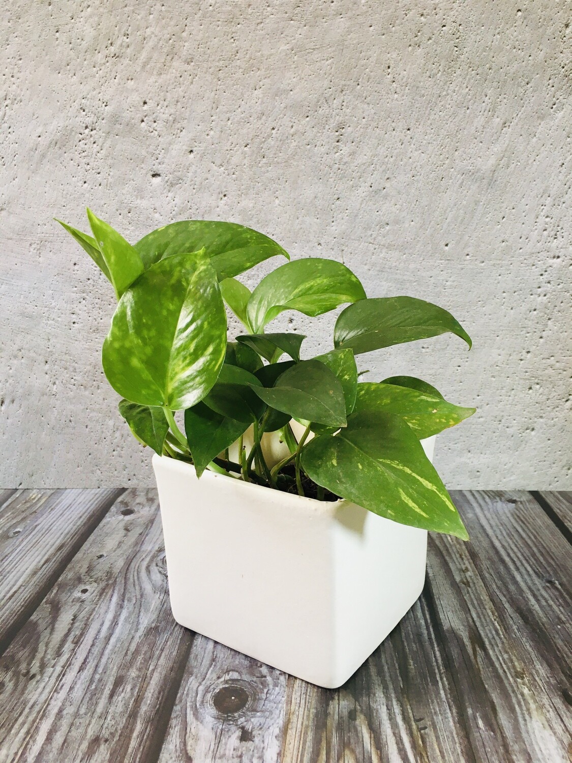 Money Plant Green in 5 Inches White Square Ceramic Pot