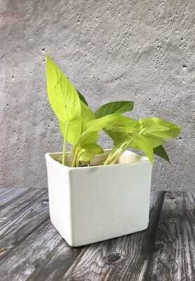 Money Plant Golden in 5" White Square Ceramic Pot