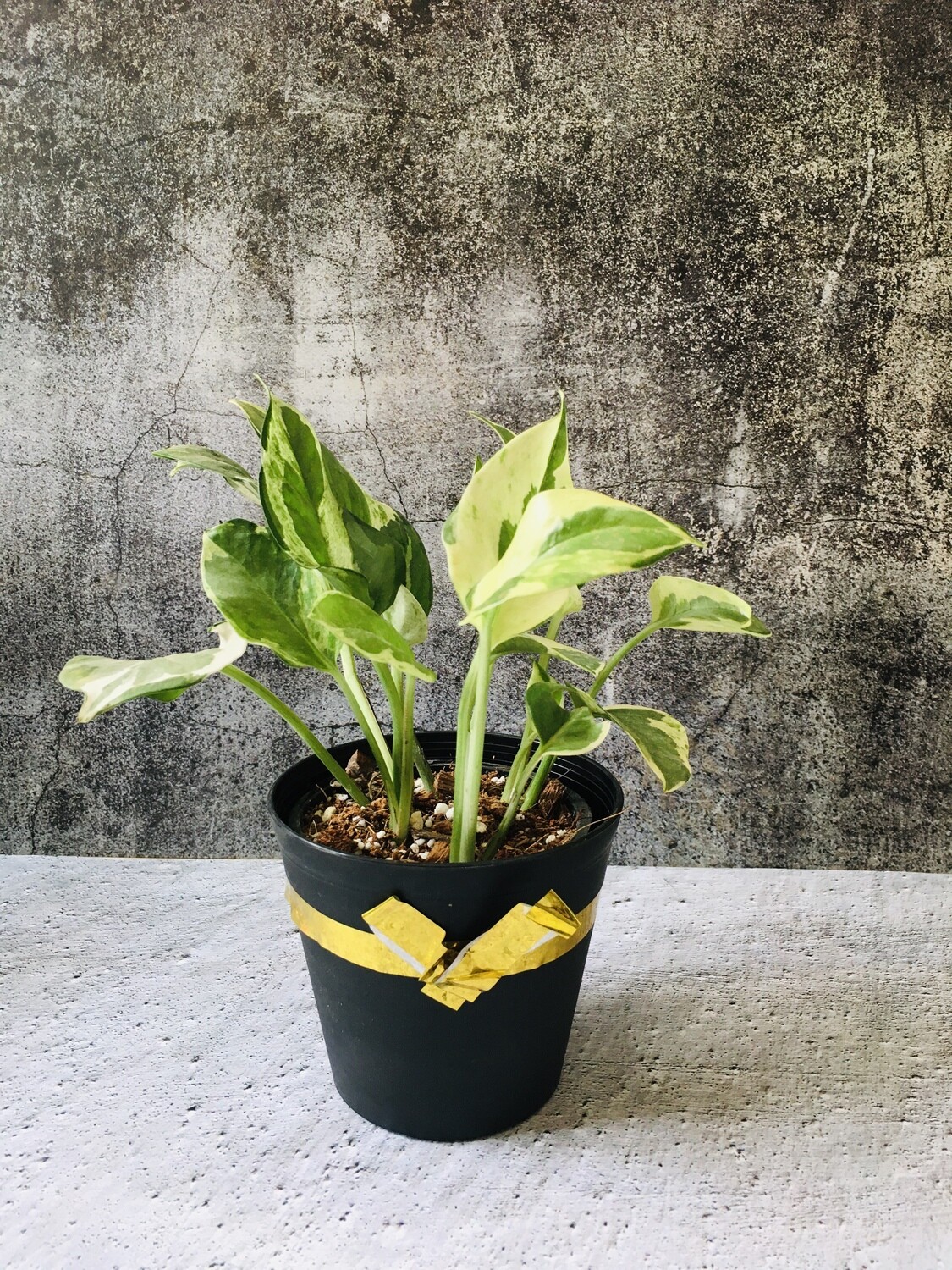 Money Plant Variegated in 4 inches Plastic Tank Pot