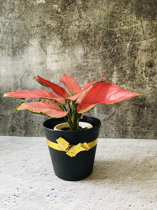 Aglaonema Red- Chinese Evergreen in 4" Plastic Pot