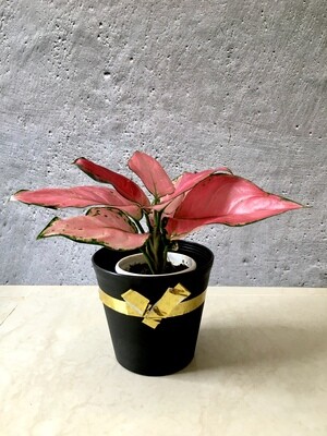 Aglaonema Red- Chinese Evergreen in 4" Plastic Pot