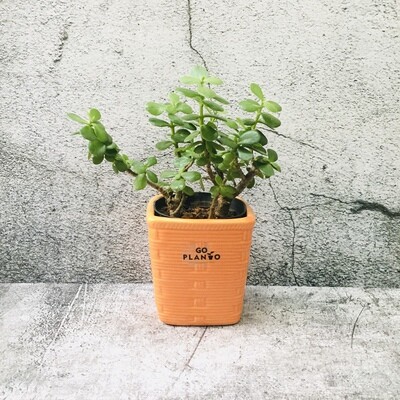 Jade Plant in 4 inches Square Terracotta Pot