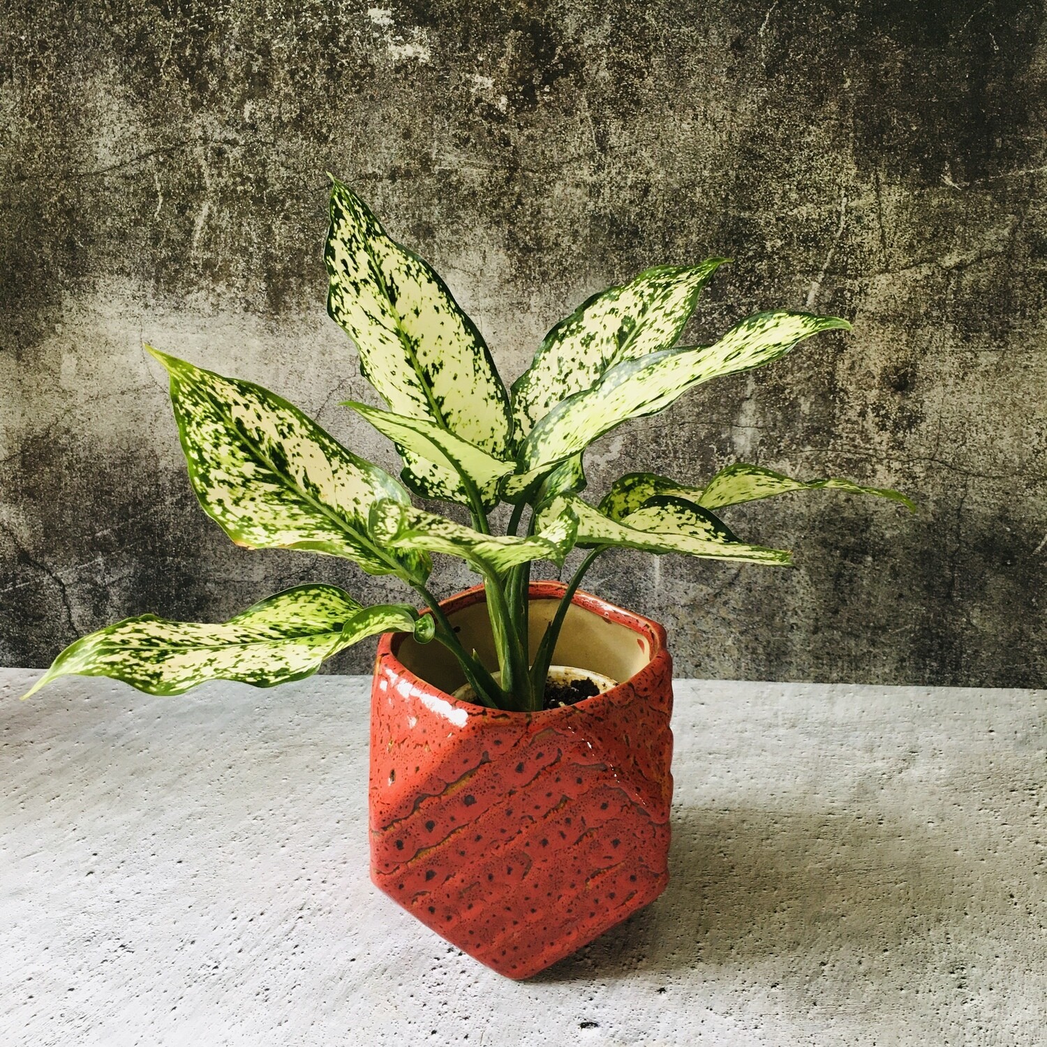 Aglaonema Snow White - Chinese Evergreen in 6 inches Hexa Red Ceramic Pot