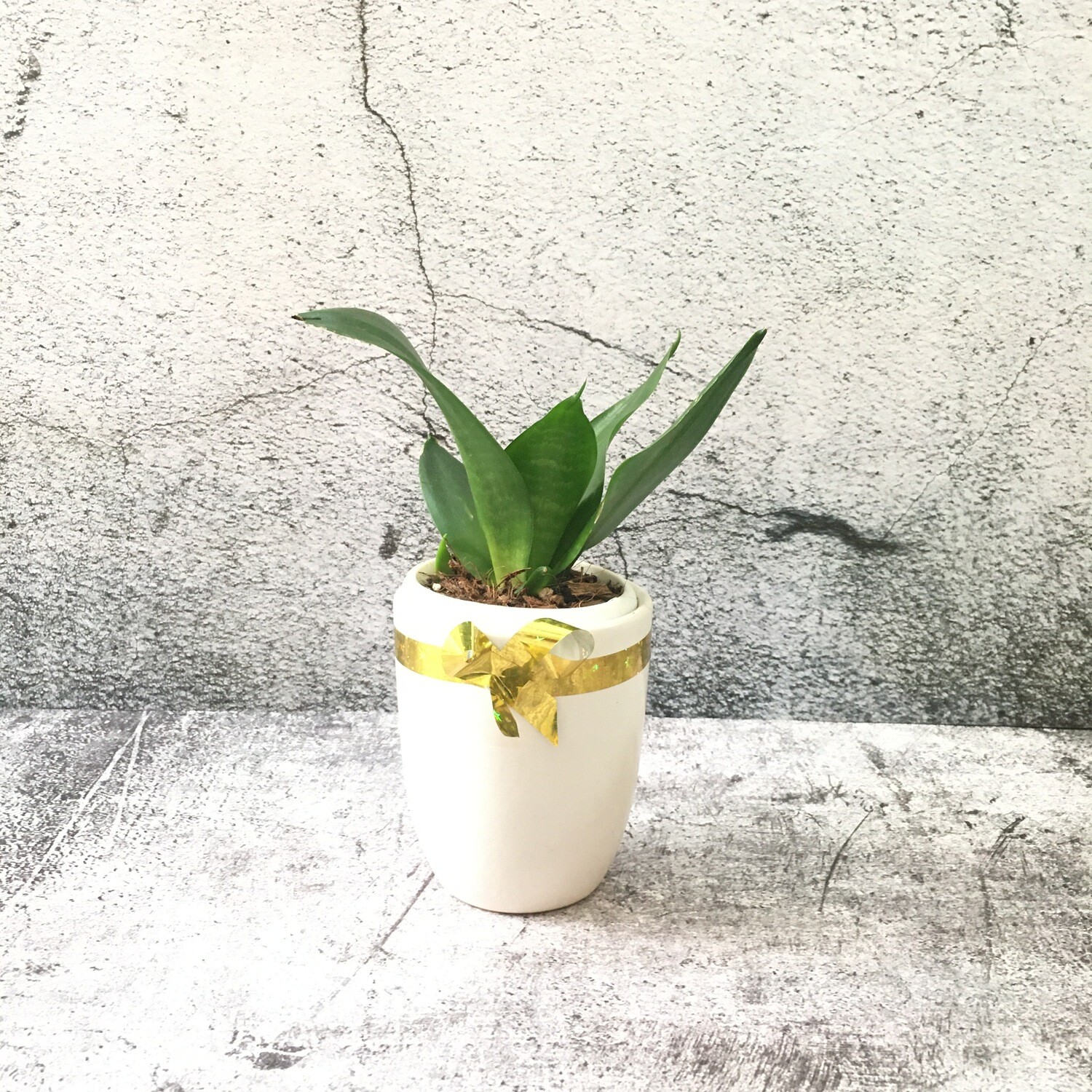 Sansevieria Pitch Green - Snake Plant in White Coffee Ceramic Cup