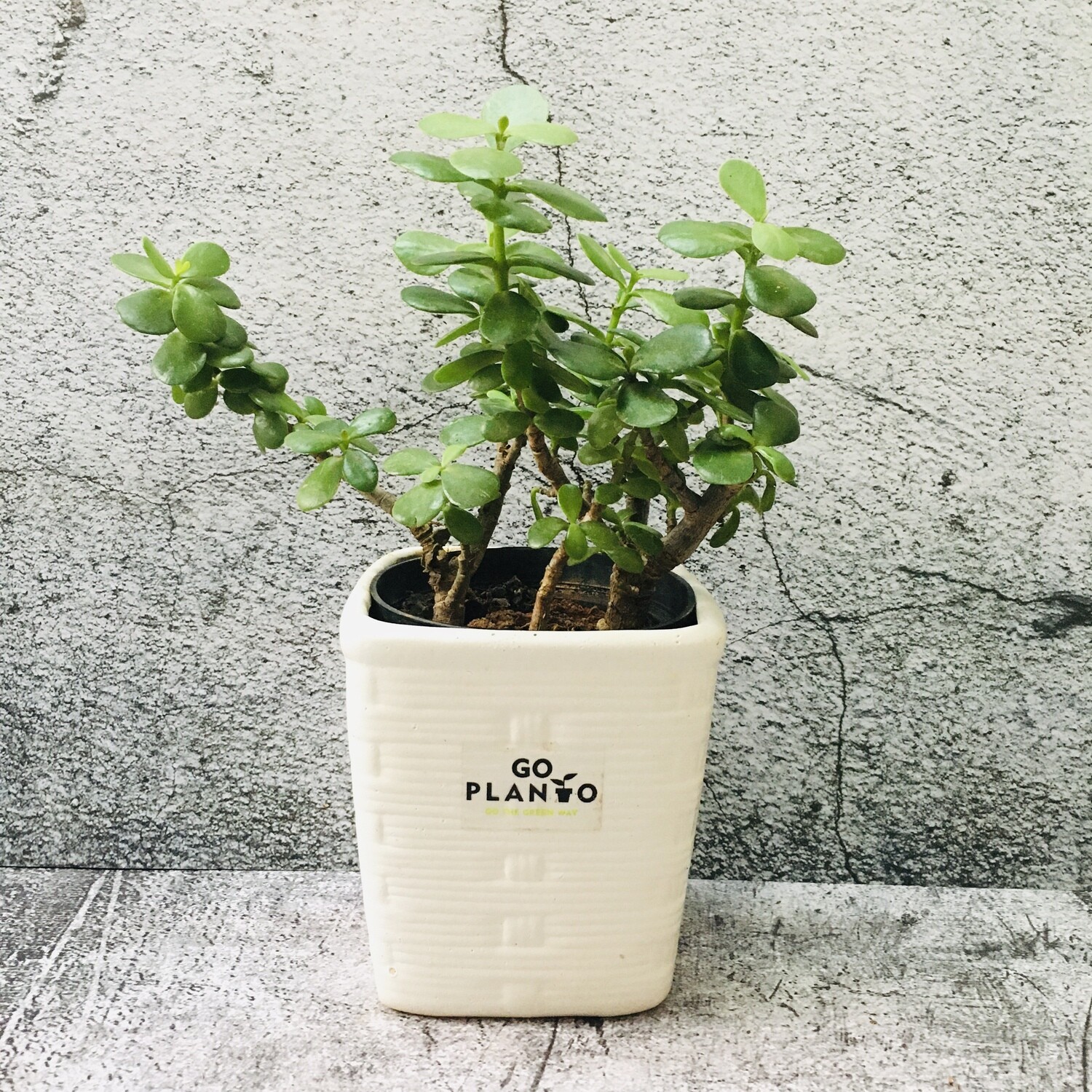 Jade Plant in 4 inches Square White Pot