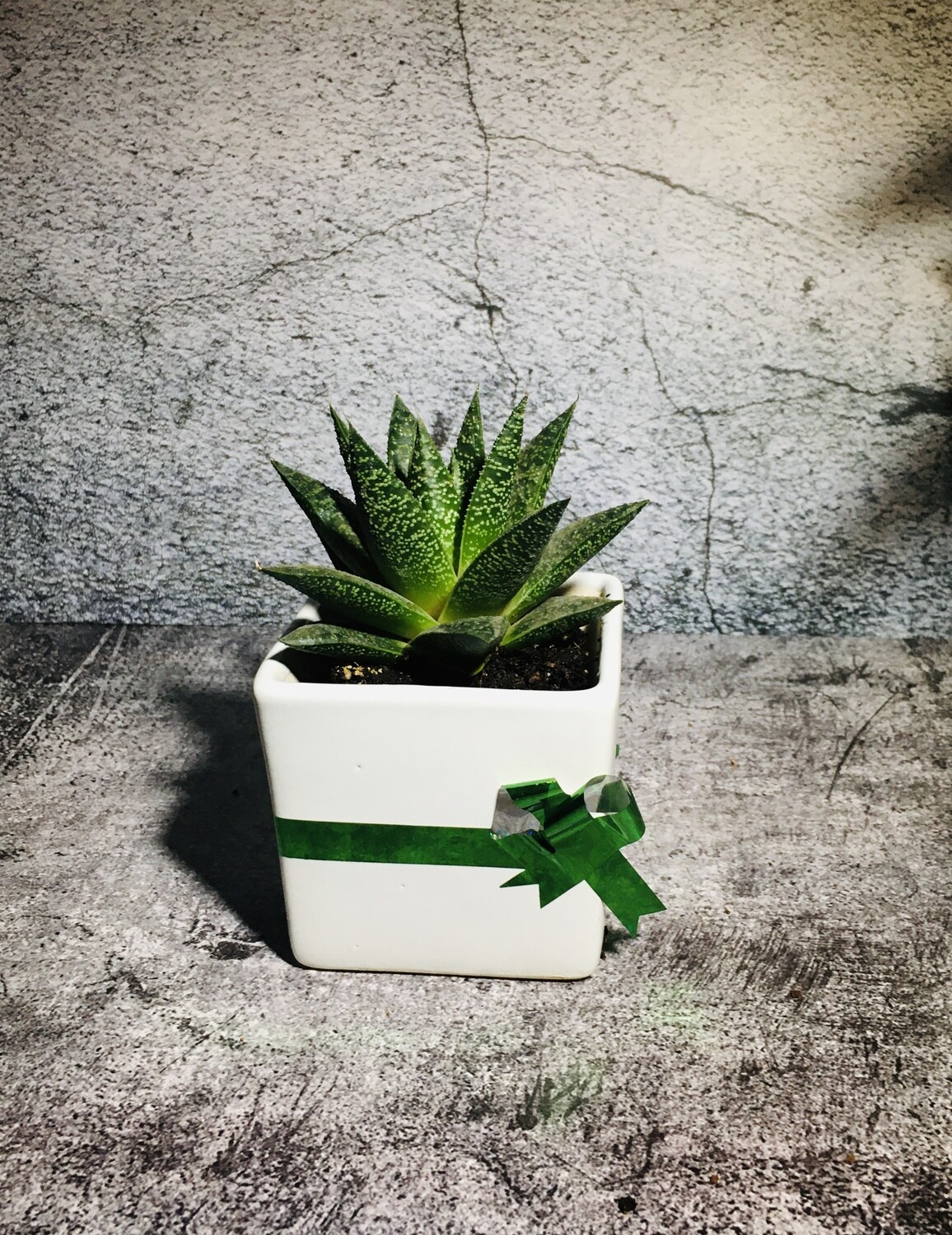 Aloe Aveo in 4 inches White Square Ceramic Pot
