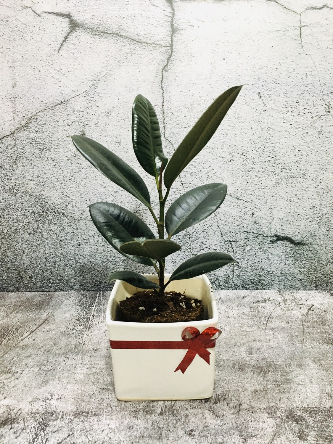 Ficus Elastica - Rubber Plant Black in 5 inches White Square Pot